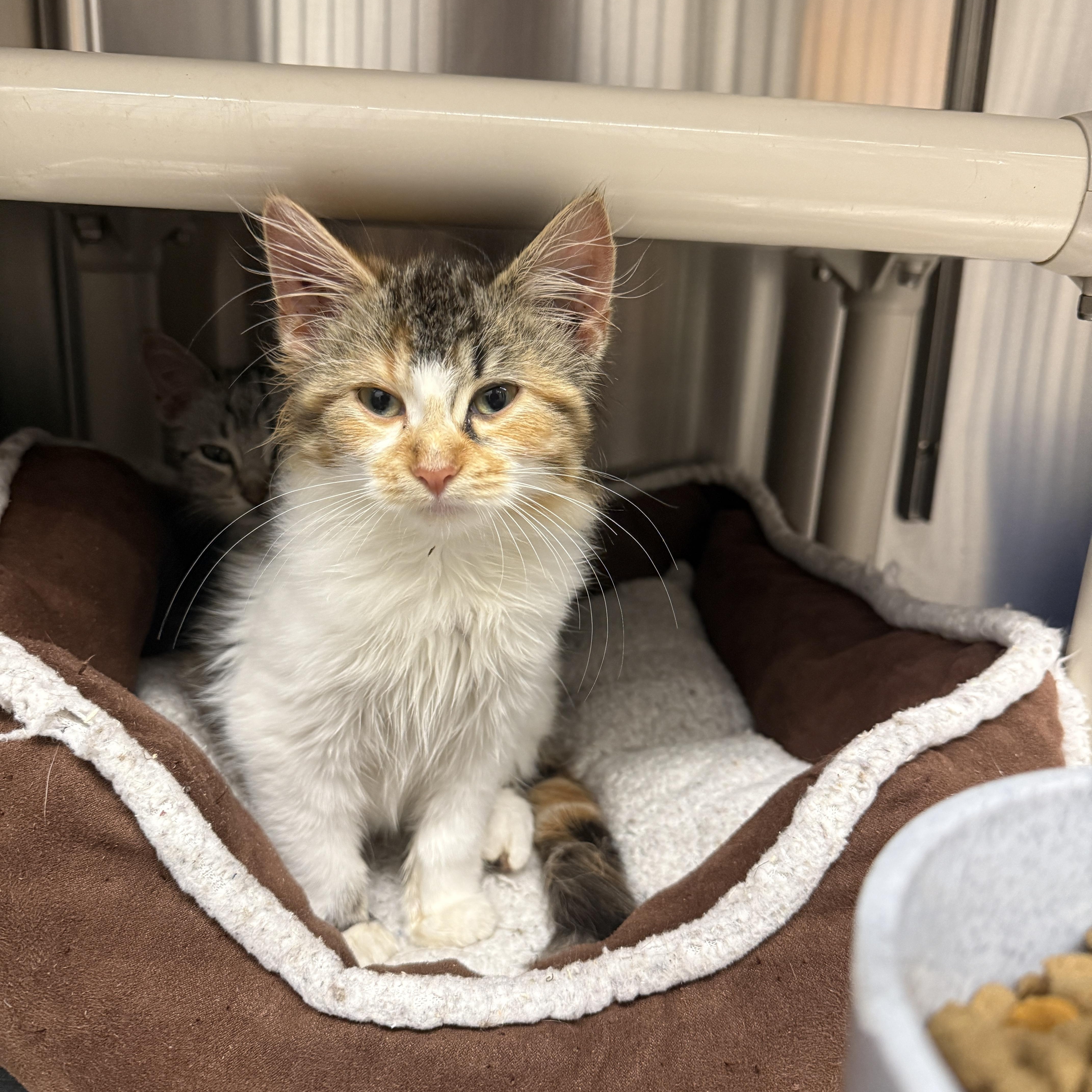 Enlarge Autumn, a Adoptable Domestic Long Hair in Meadow Lake, SK image 3/6