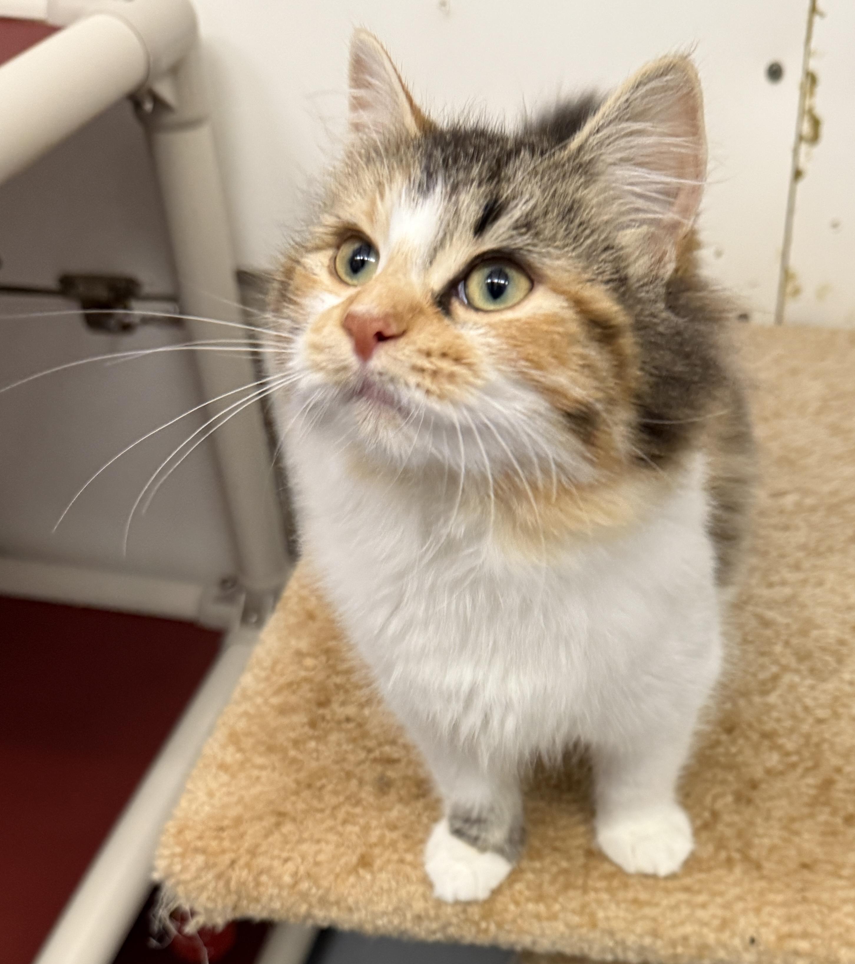 Enlarge Autumn, a Adoptable Domestic Long Hair in Meadow Lake, SK image 1/6
