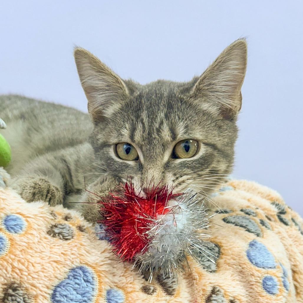 Enlarge Whiskers, a Adoptable Domestic Short Hair in Boston, MA image 2/4