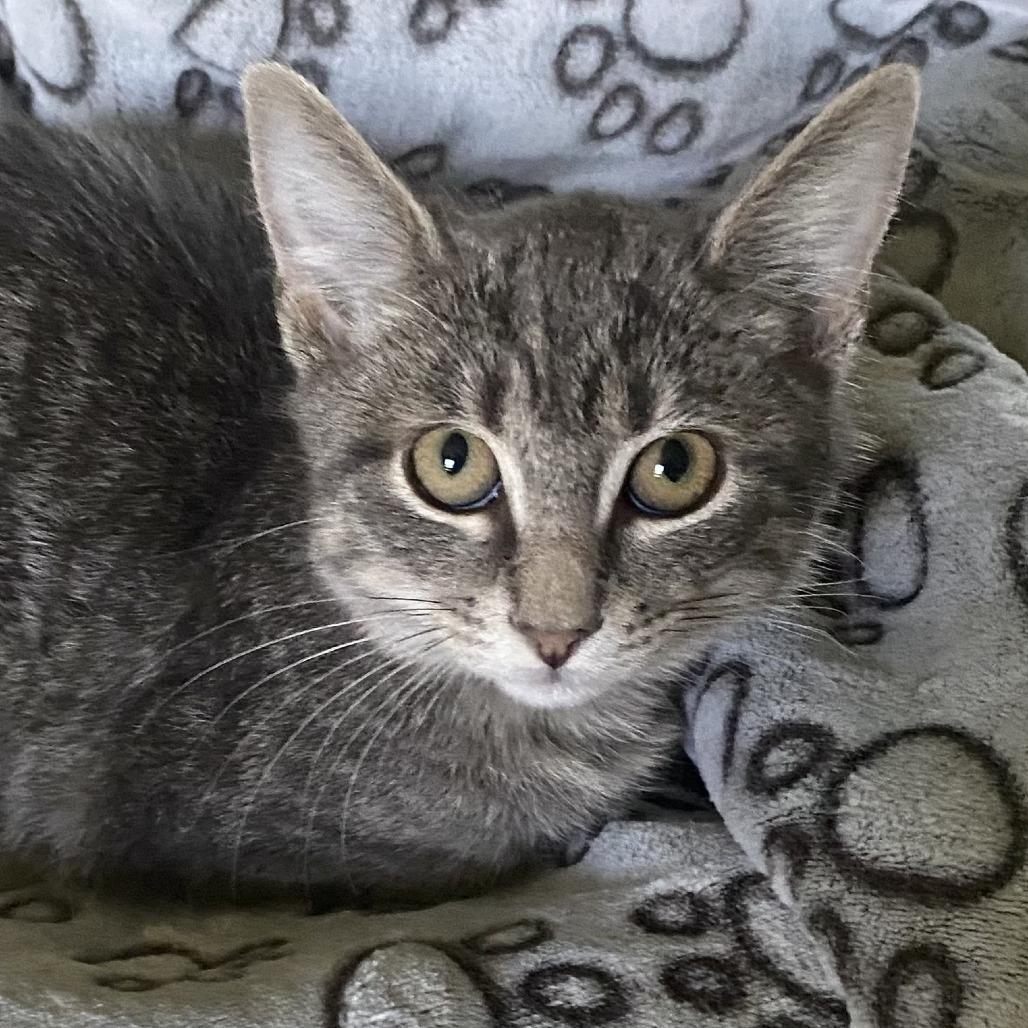 Enlarge Whiskers, a Adoptable Domestic Short Hair in Boston, MA image 3/4