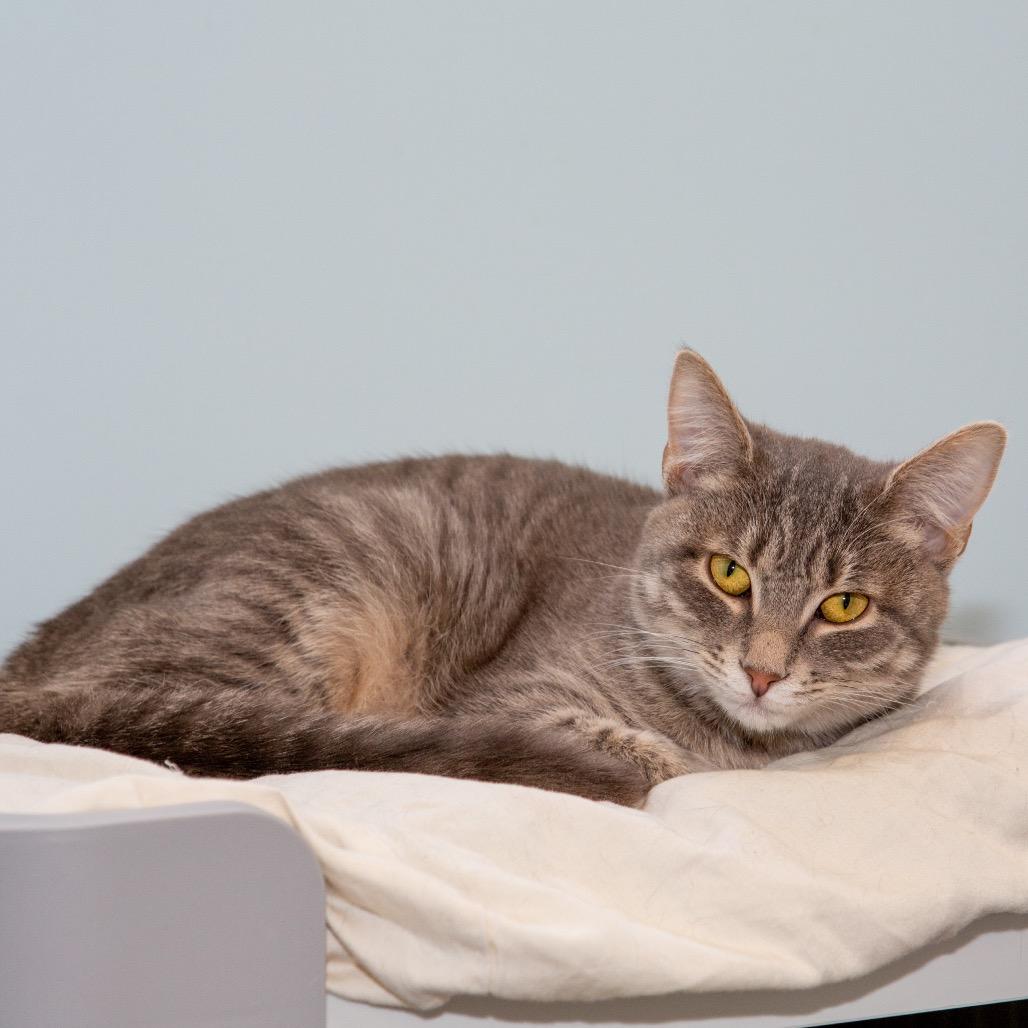 Enlarge Whiskers, a Adoptable Domestic Short Hair in Boston, MA image 4/4