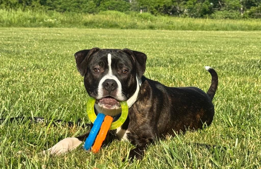 Enlarge Louis, a Adoptable Pit Bull Terrier in Gloversville, NY image 1/6