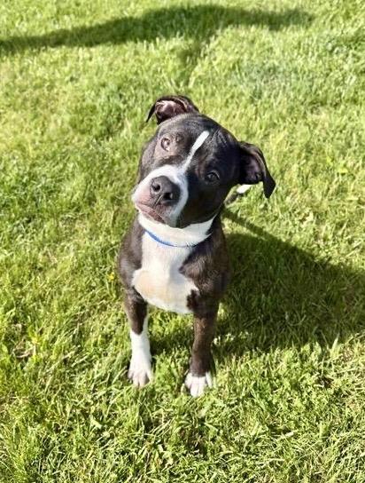 Enlarge Louis, a Adoptable Pit Bull Terrier in Gloversville, NY image 2/6