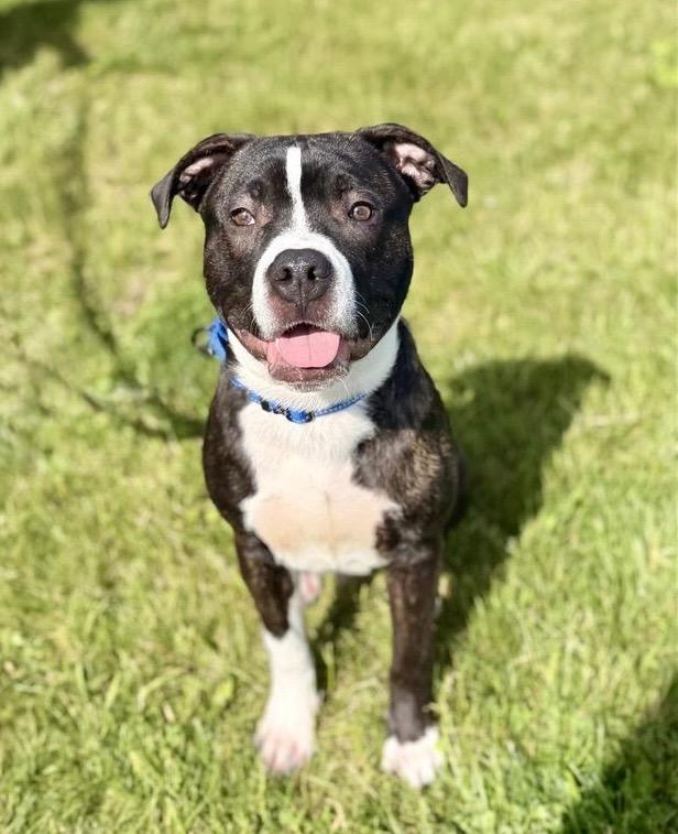 Enlarge Louis, a Adoptable Pit Bull Terrier in Gloversville, NY image 3/6