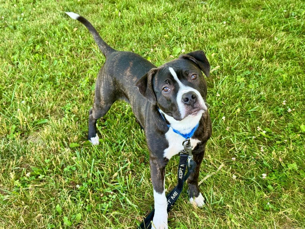 Enlarge Louis, a Adoptable Pit Bull Terrier in Gloversville, NY image 4/6