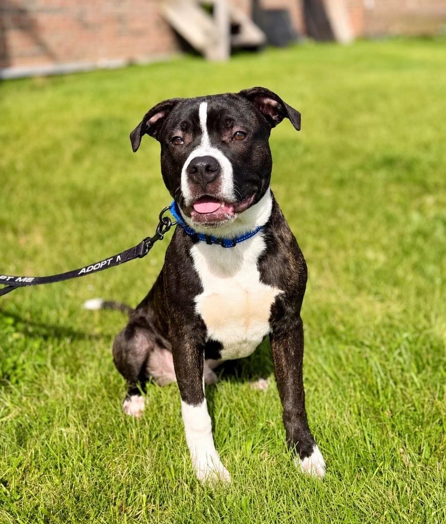 Enlarge Louis, a Adoptable Pit Bull Terrier in Gloversville, NY image 5/6