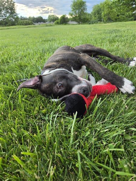 Enlarge Louis, a Adoptable Pit Bull Terrier in Gloversville, NY image 5/6