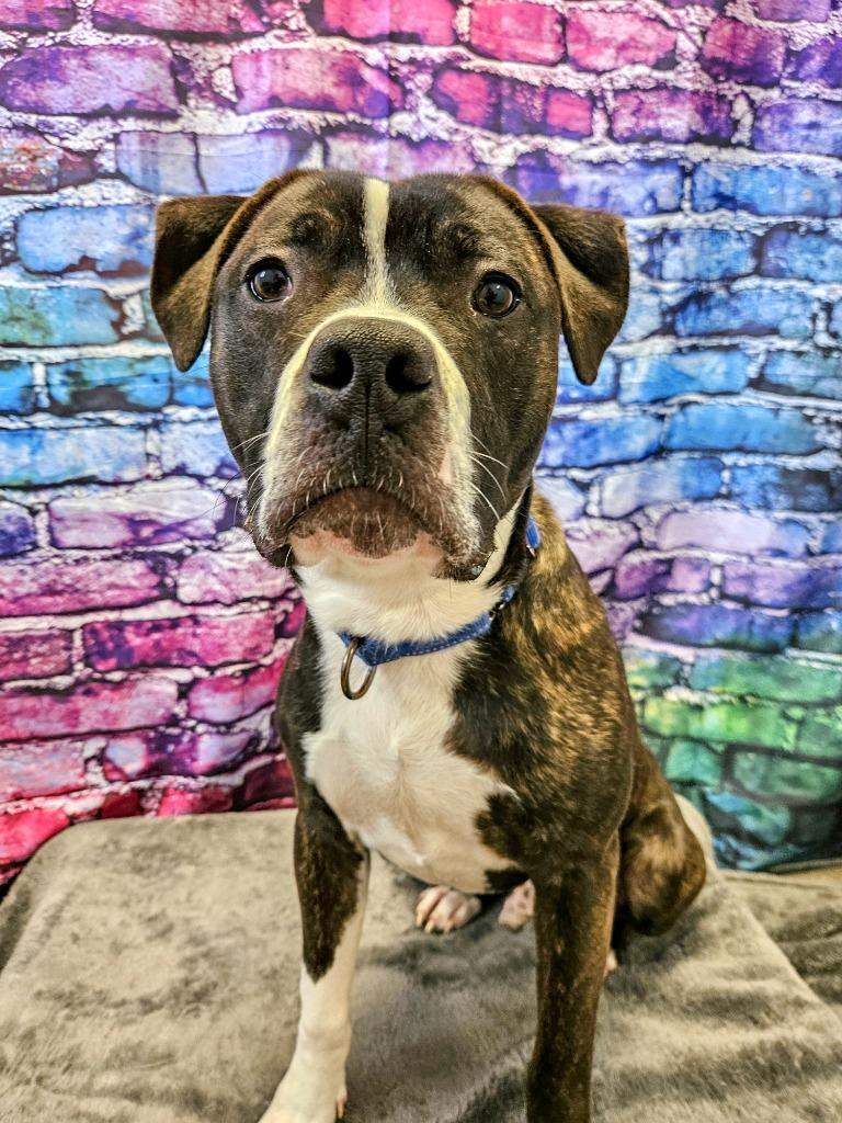 Enlarge Louis, a Adoptable Pit Bull Terrier in Gloversville, NY image 6/6