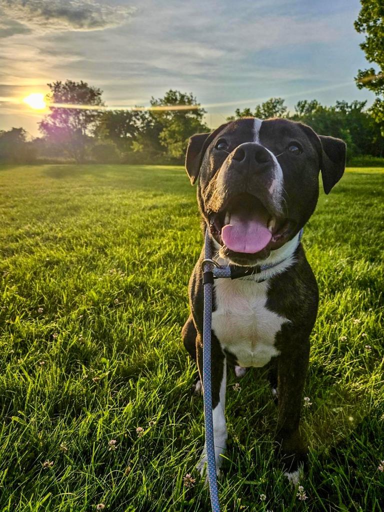Enlarge Louis, a Adoptable Pit Bull Terrier in Gloversville, NY image 6/6