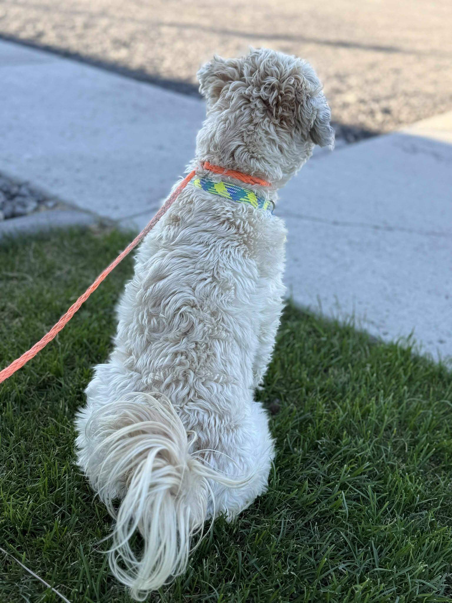 Enlarge Zillow, a Adoptable mixed breed in Othello, WA image 4/6