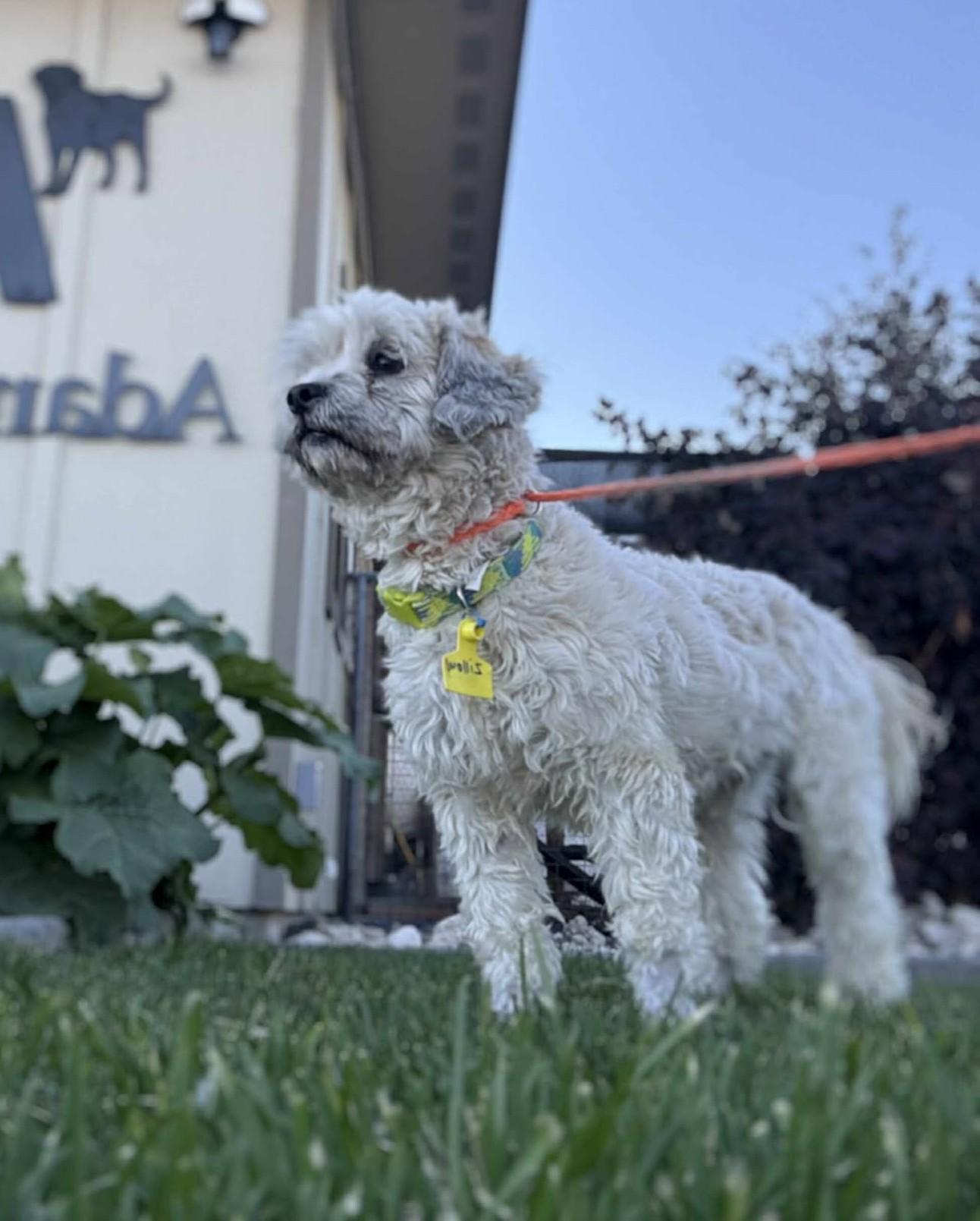 Enlarge Zillow, a Adoptable mixed breed in Othello, WA image 5/6