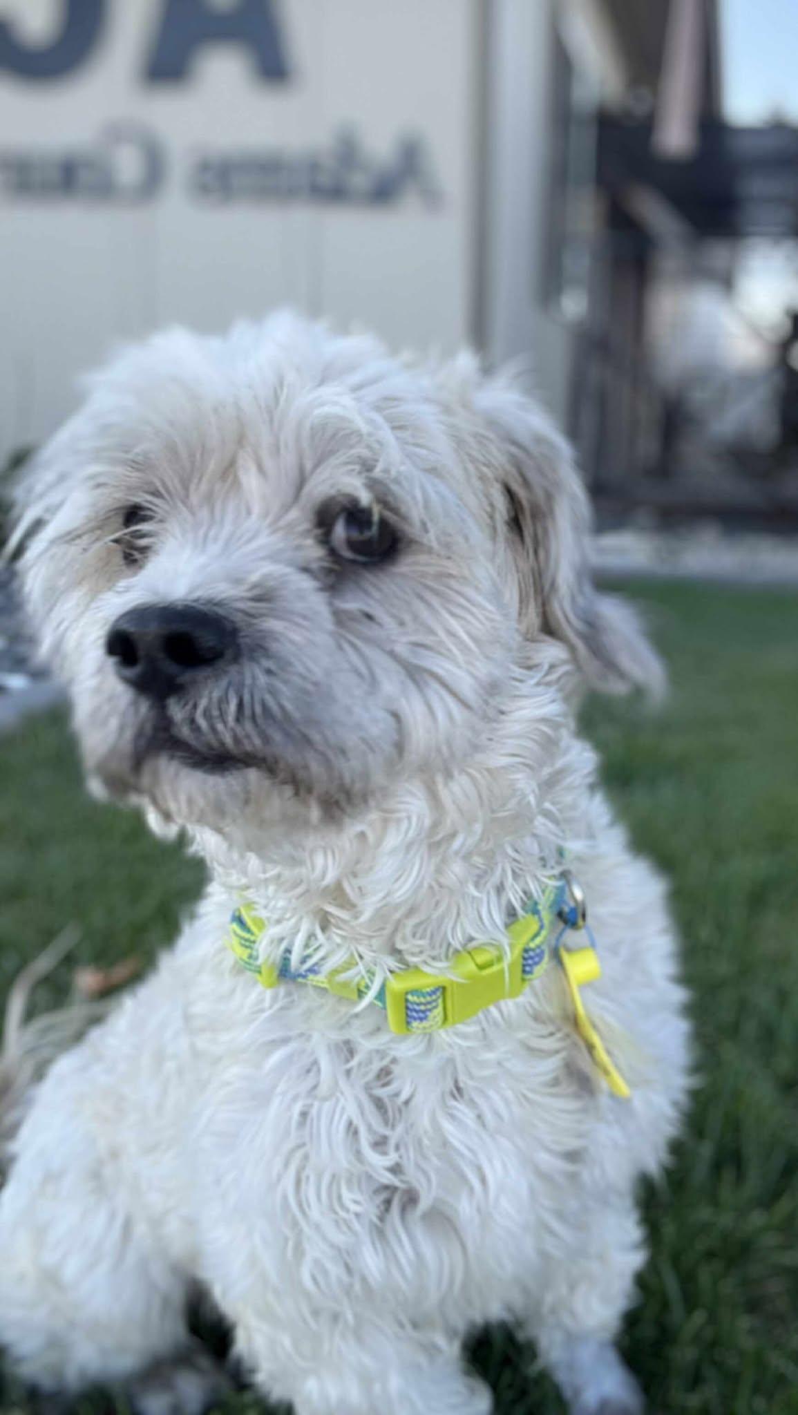 Zillow, Adoptable, Adult Male Mixed Breed.