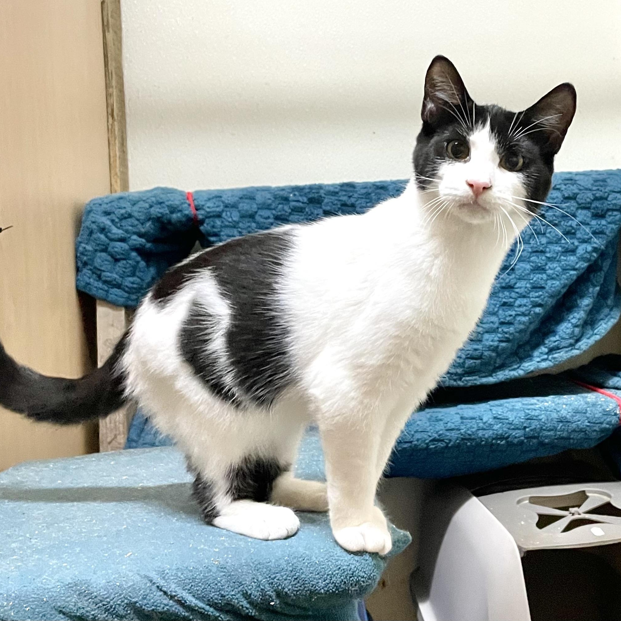 Hesitate, Adoptable, Young Female Domestic Short Hair.