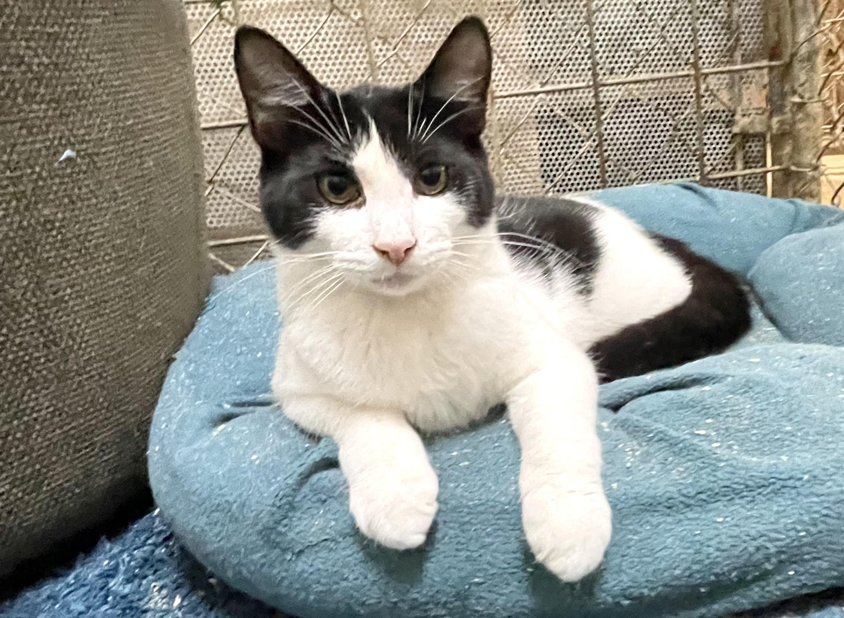 Enlarge Hesitate, a Adoptable mixed breed in Stanwood, WA image 3/6