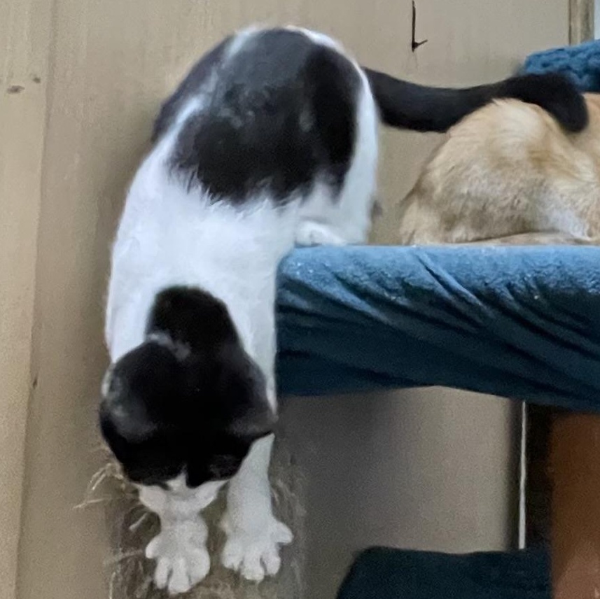 Enlarge Hesitate, a Adoptable mixed breed in Stanwood, WA image 6/6