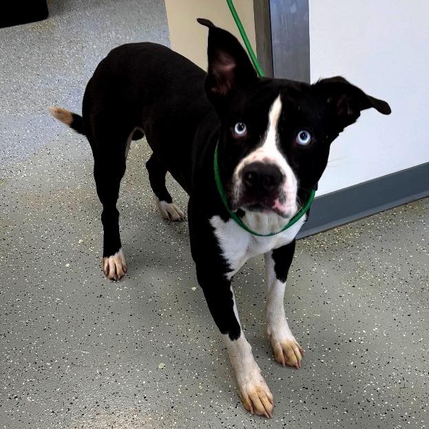 Prince, Adoptable, Adult Male Terrier & Mixed Breed.