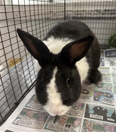 BUBZ, Adoptable, Young Male American.