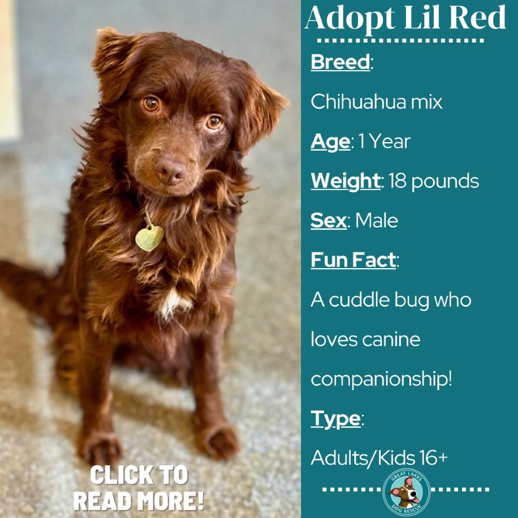 Lil Red, Adoptable, Young Male Chihuahua & Mixed Breed.