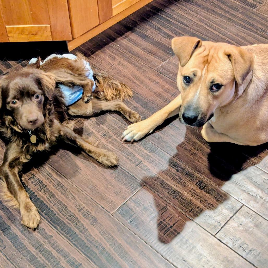 Enlarge Lil Red, a Adoptable mixed breed in Metamora, MI image 2/6