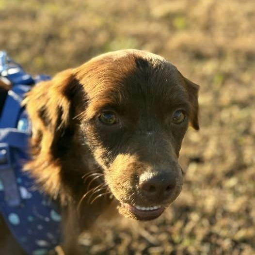 Enlarge Lil Red, a Adoptable mixed breed in Metamora, MI image 3/6