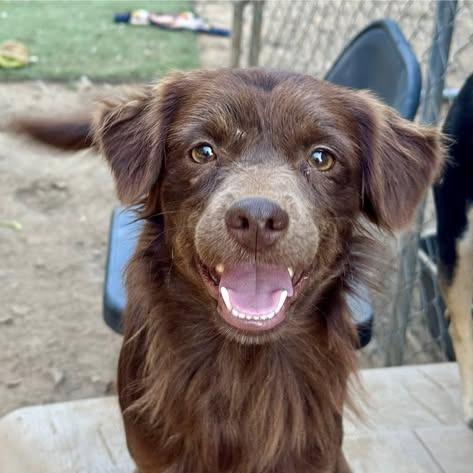 Enlarge Lil Red, a Adoptable mixed breed in Metamora, MI image 5/6