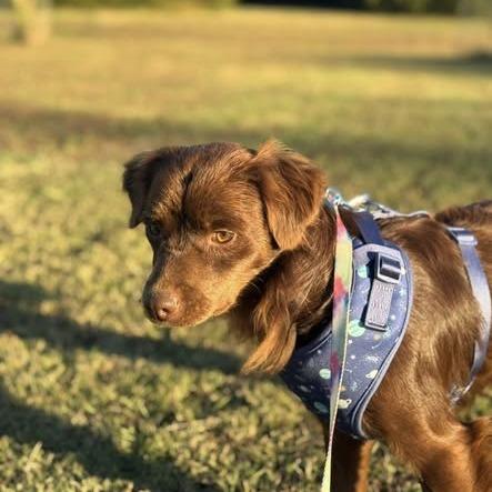 Enlarge Lil Red, a Adoptable mixed breed in Metamora, MI image 6/6