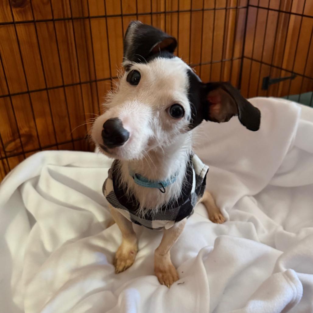 Zero, Adoptable, Young Male Jack Russell Terrier.
