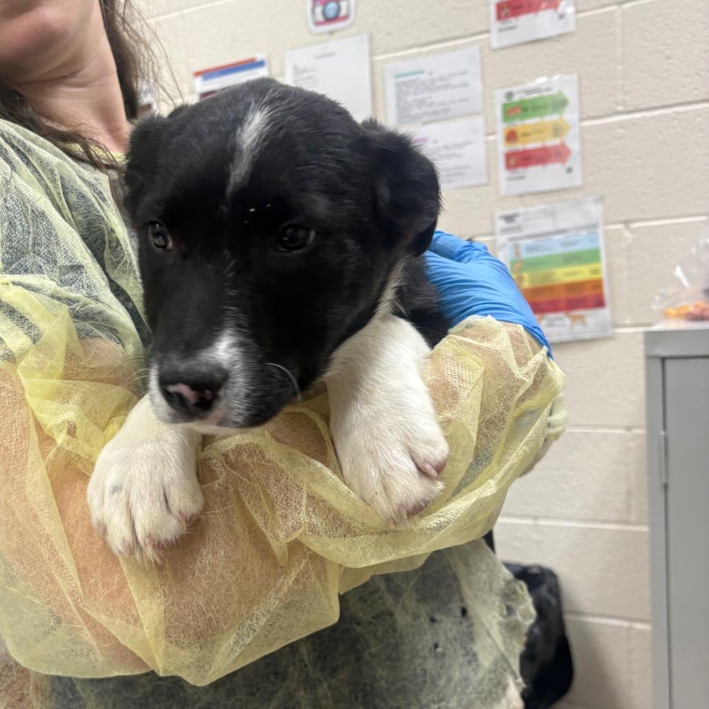 Battle Beast, Adoptable, Puppy Male Border Collie & Mixed Breed.