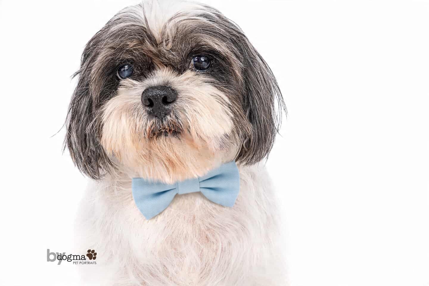 Bubbles, Adoptable, Senior Male Shih Tzu.