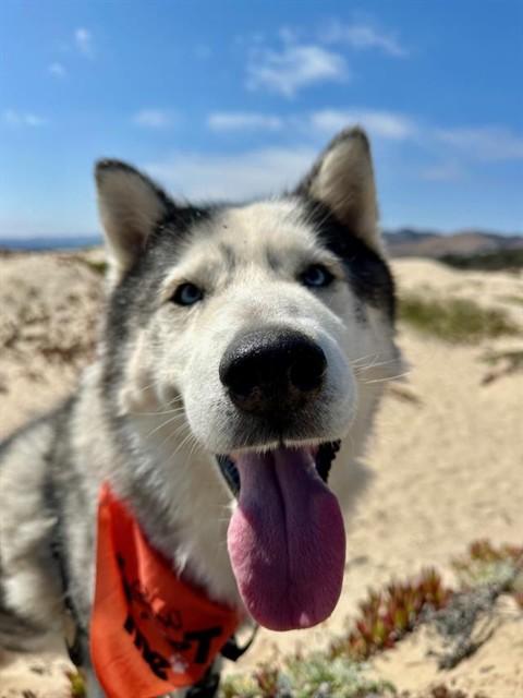 FINN, Adoptable, Adult Male Siberian Husky.
