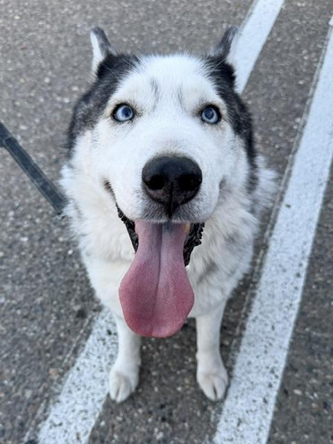FINN, Adoptable, Adult Male Siberian Husky.