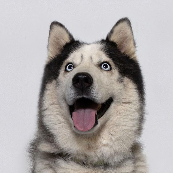 FINN, Adoptable, Adult Male Siberian Husky.