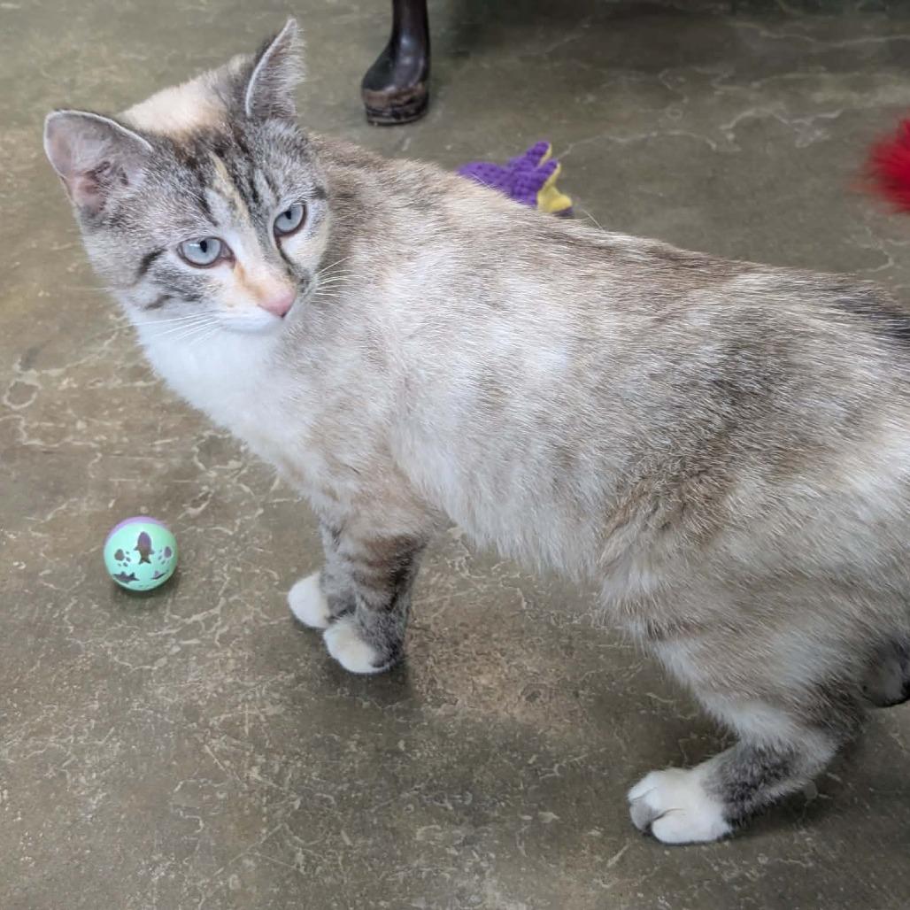 Brie, Adoptable, Adult Female Domestic Short Hair.