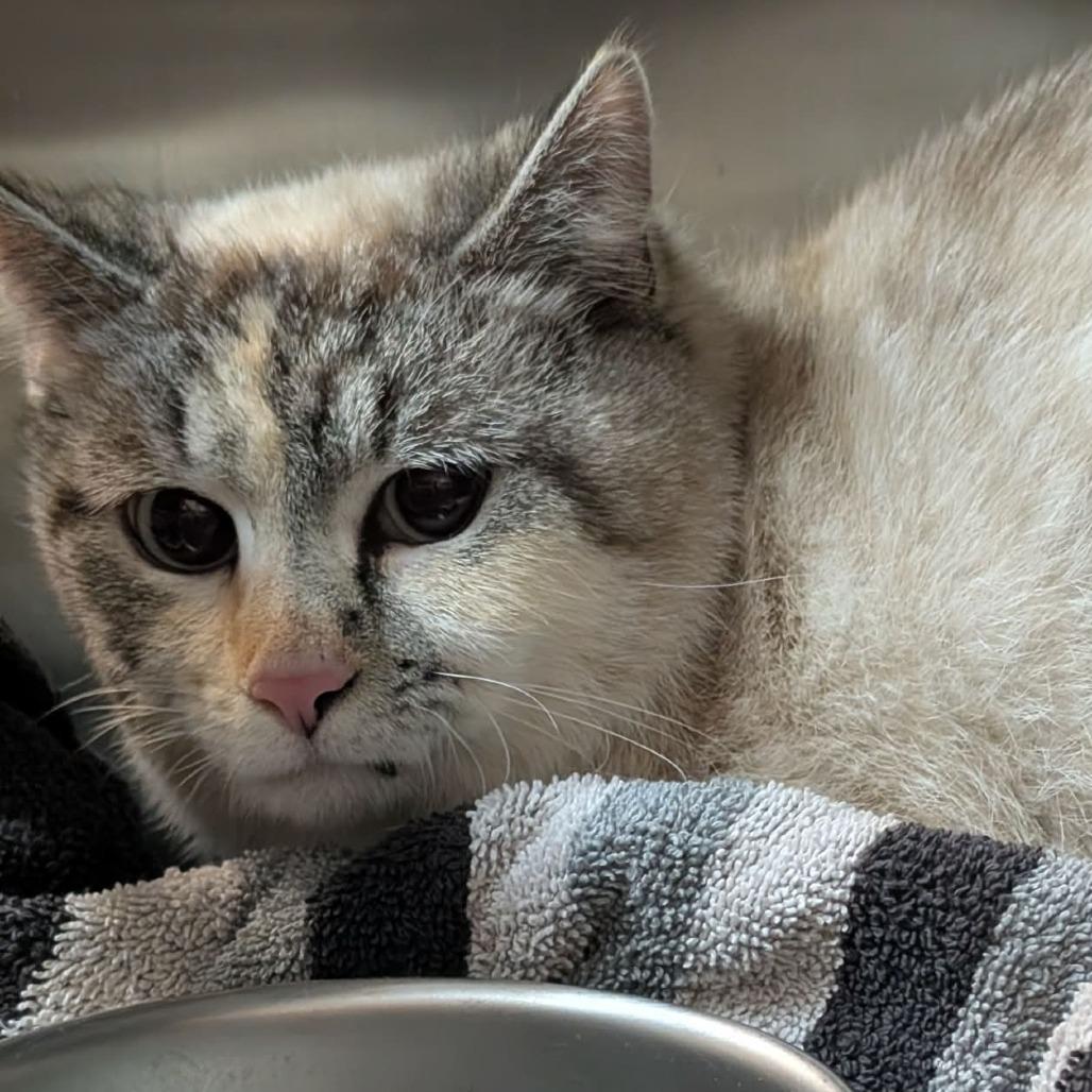 Enlarge Brie, a Adoptable Domestic Short Hair in Shinnston, WV image 2/3