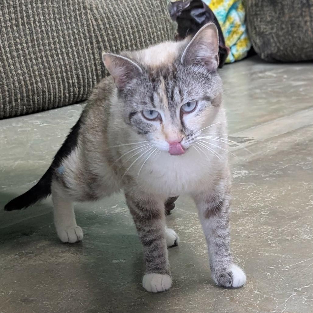 Enlarge Brie, a Adoptable Domestic Short Hair in Shinnston, WV image 3/3