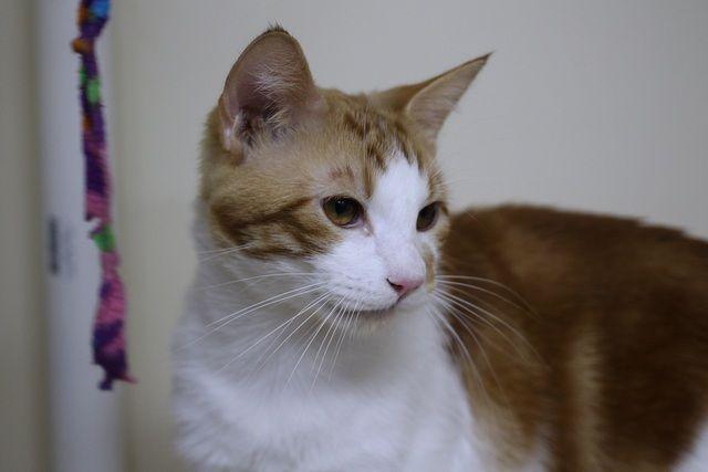 Vincent, Adoptable, Young Male Domestic Short Hair.