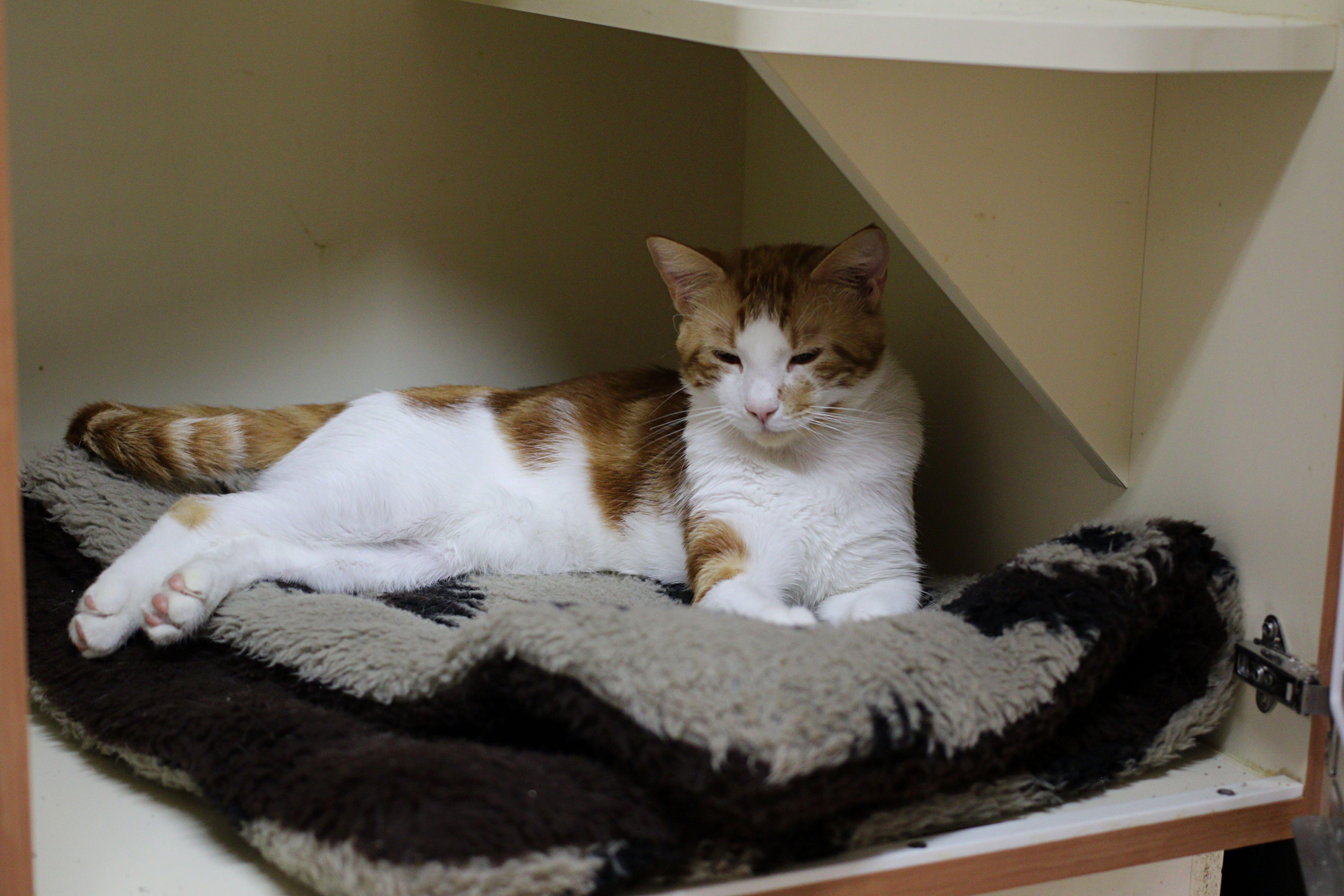 Vincent, a Adoptable Domestic Short Hair in Portland, OR image 2/6