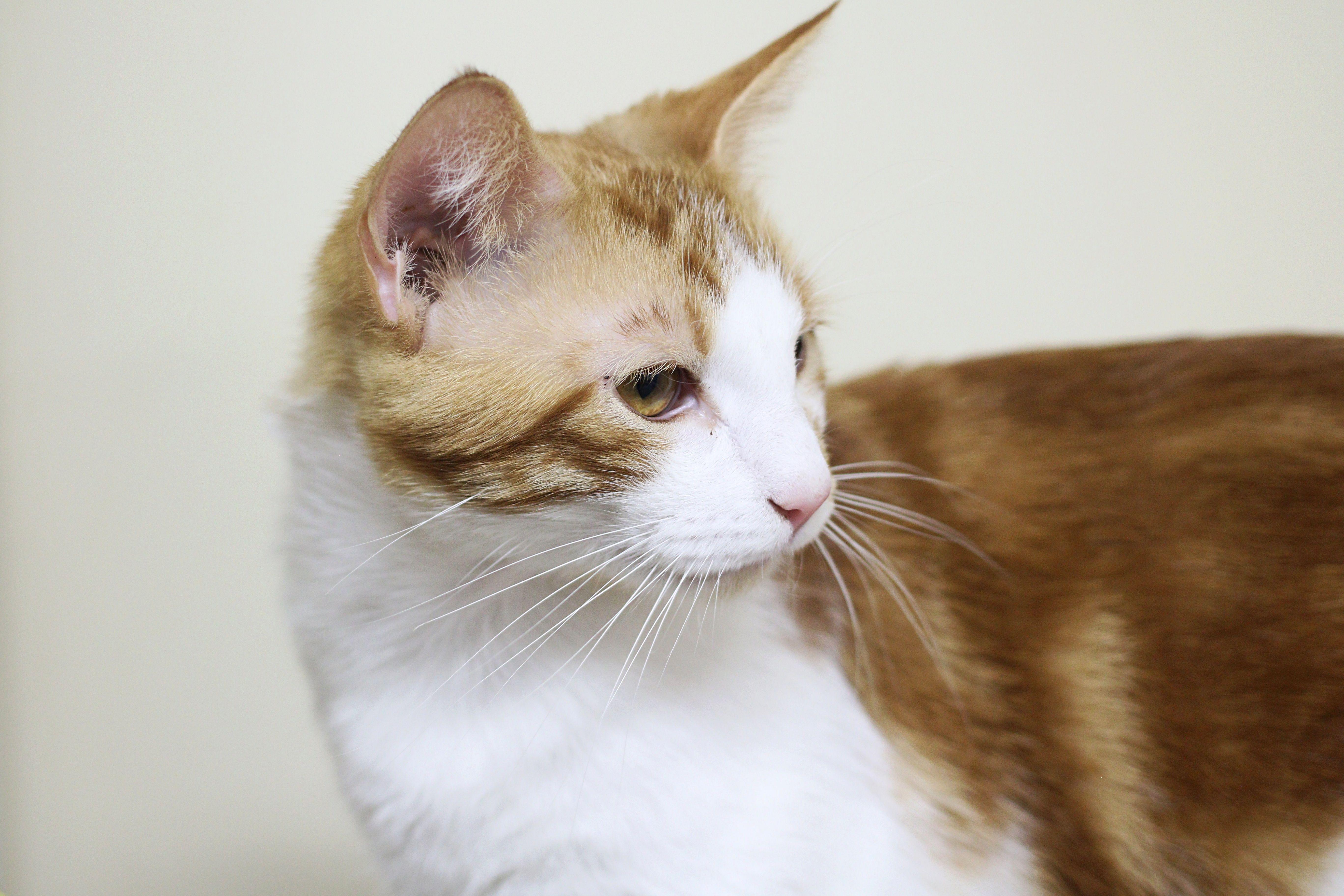 Vincent, a Adoptable Domestic Short Hair in Portland, OR image 3/6