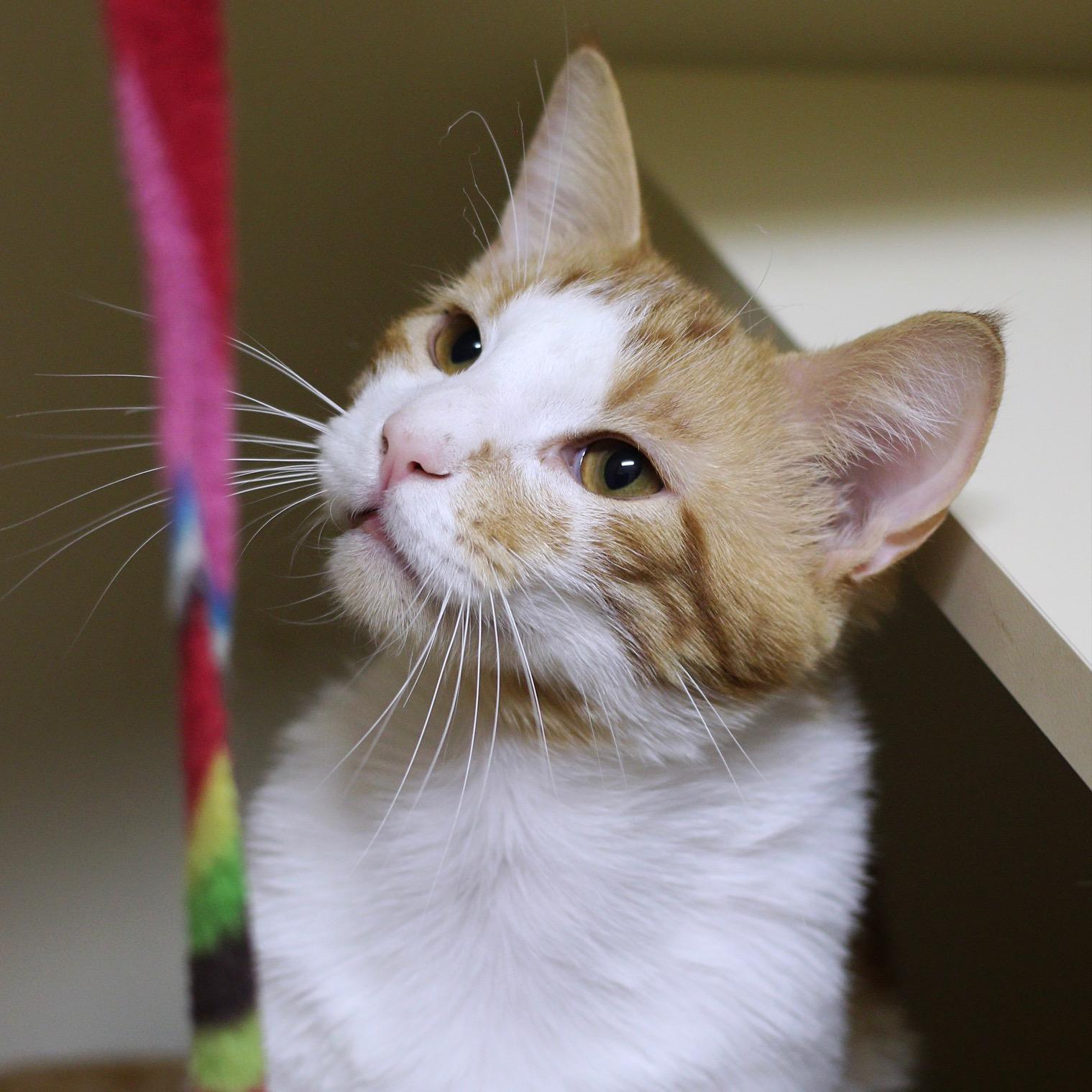 Vincent, a Adoptable Domestic Short Hair in Portland, OR image 4/6