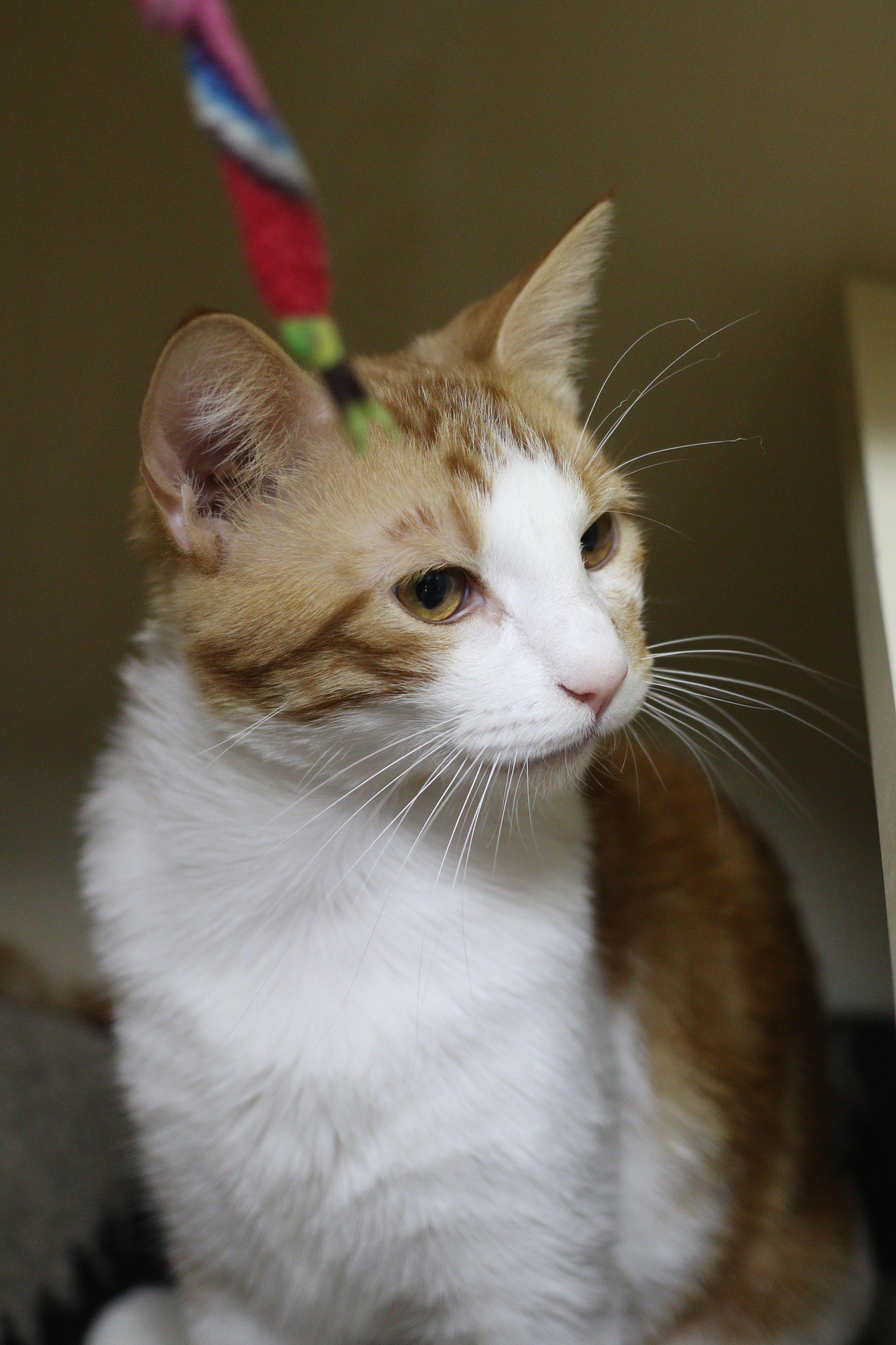 Vincent, a Adoptable Domestic Short Hair in Portland, OR image 5/6