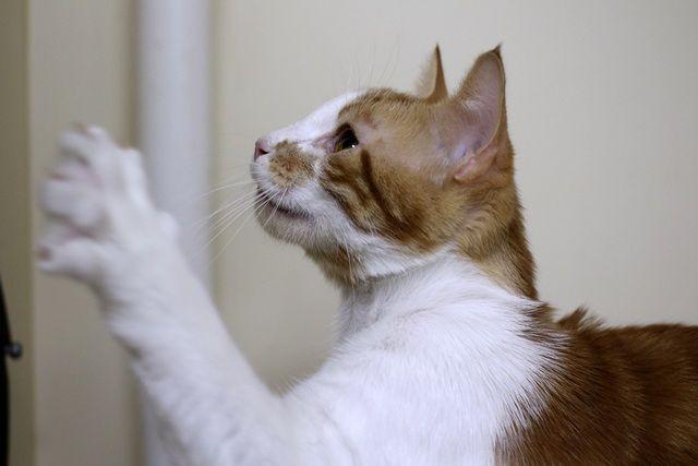 Vincent, a Adoptable Domestic Short Hair in Portland, OR image 6/6