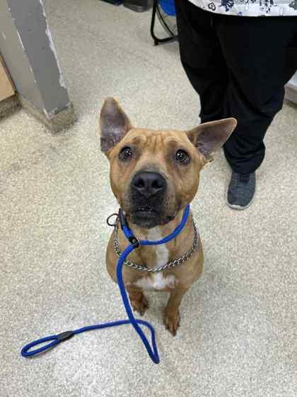 Tinkerbell, Adoptable, Adult Female Mixed Breed & Mixed Breed.