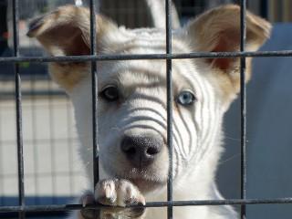 Marcey, an adoptable Cattle Dog, Australian Kelpie in Anaconda, MT, 59711 | Photo Image 1