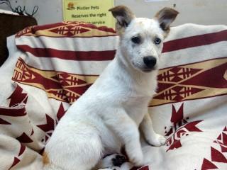 Marcey, an adoptable Cattle Dog, Australian Kelpie in Anaconda, MT, 59711 | Photo Image 4