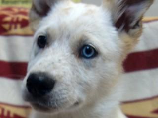 Marcey, an adoptable Cattle Dog, Australian Kelpie in Anaconda, MT, 59711 | Photo Image 2
