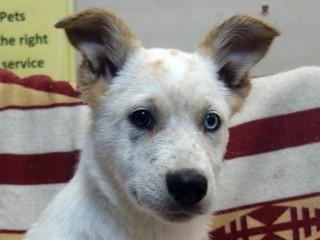 Marcey, an adoptable Cattle Dog, Australian Kelpie in Anaconda, MT, 59711 | Photo Image 3
