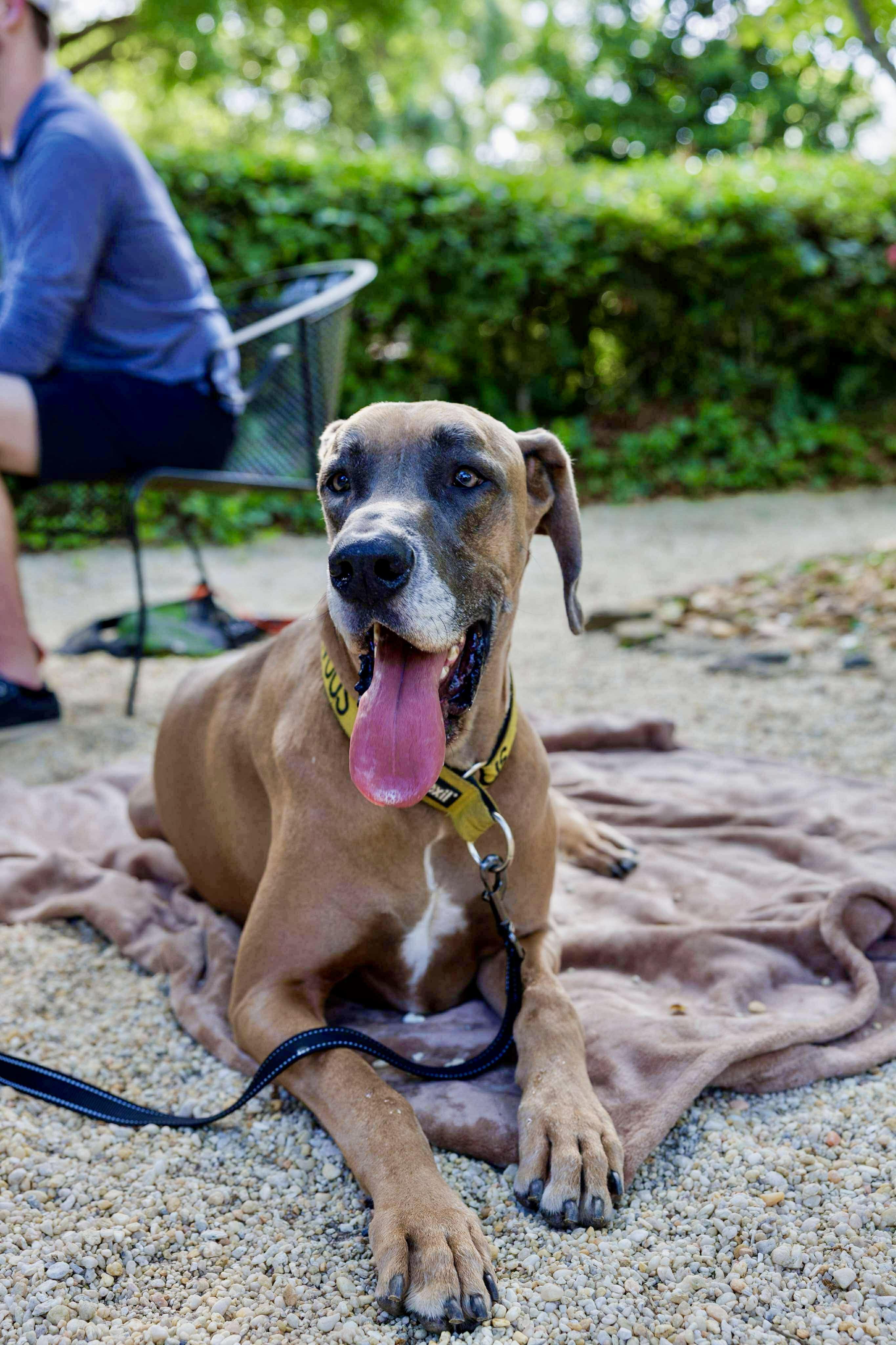 Bruno, a Adoptable Great Dane in Pensacola, FL image 4/6