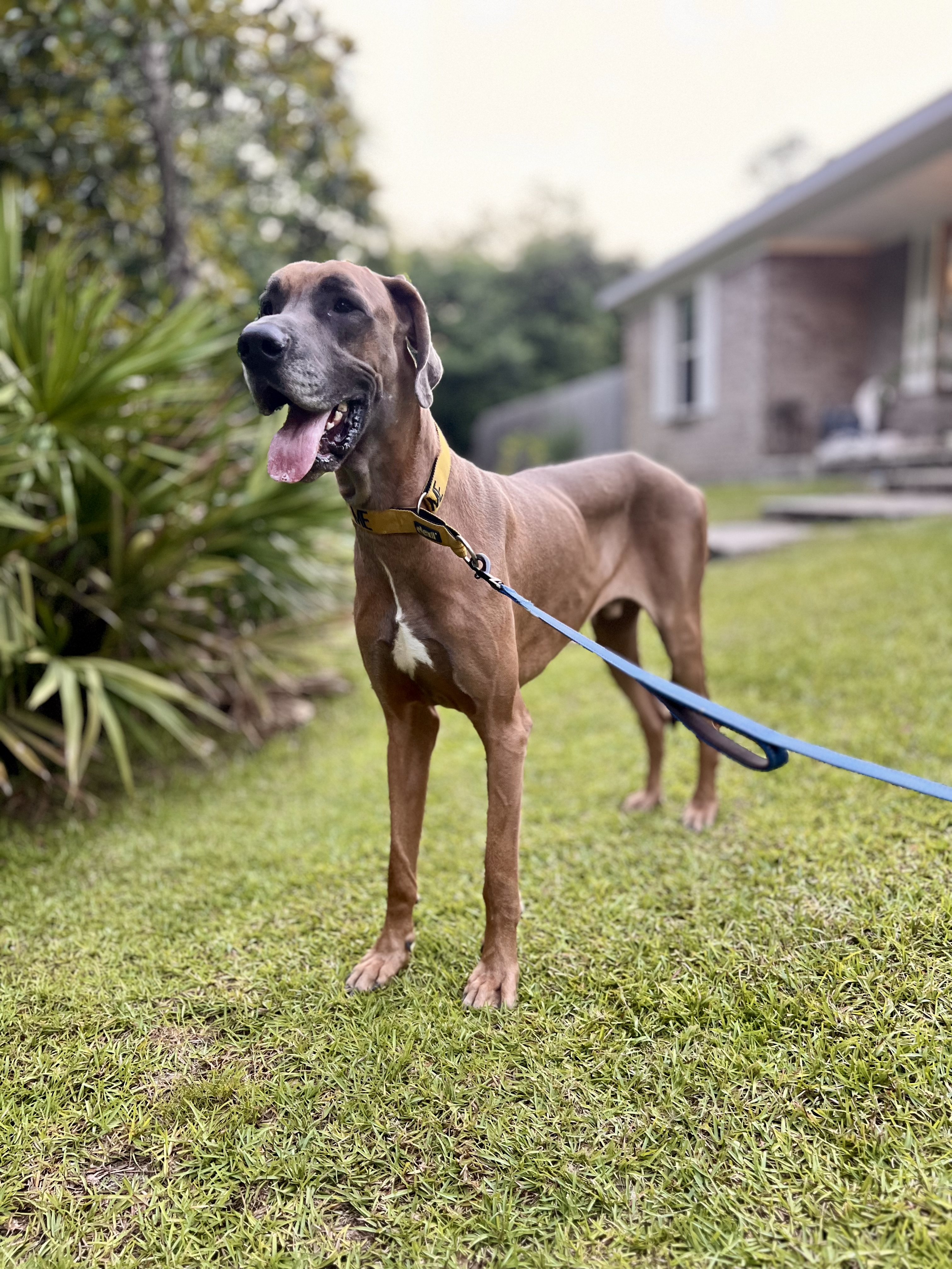 Bruno, a Adoptable Great Dane in Pensacola, FL image 5/6