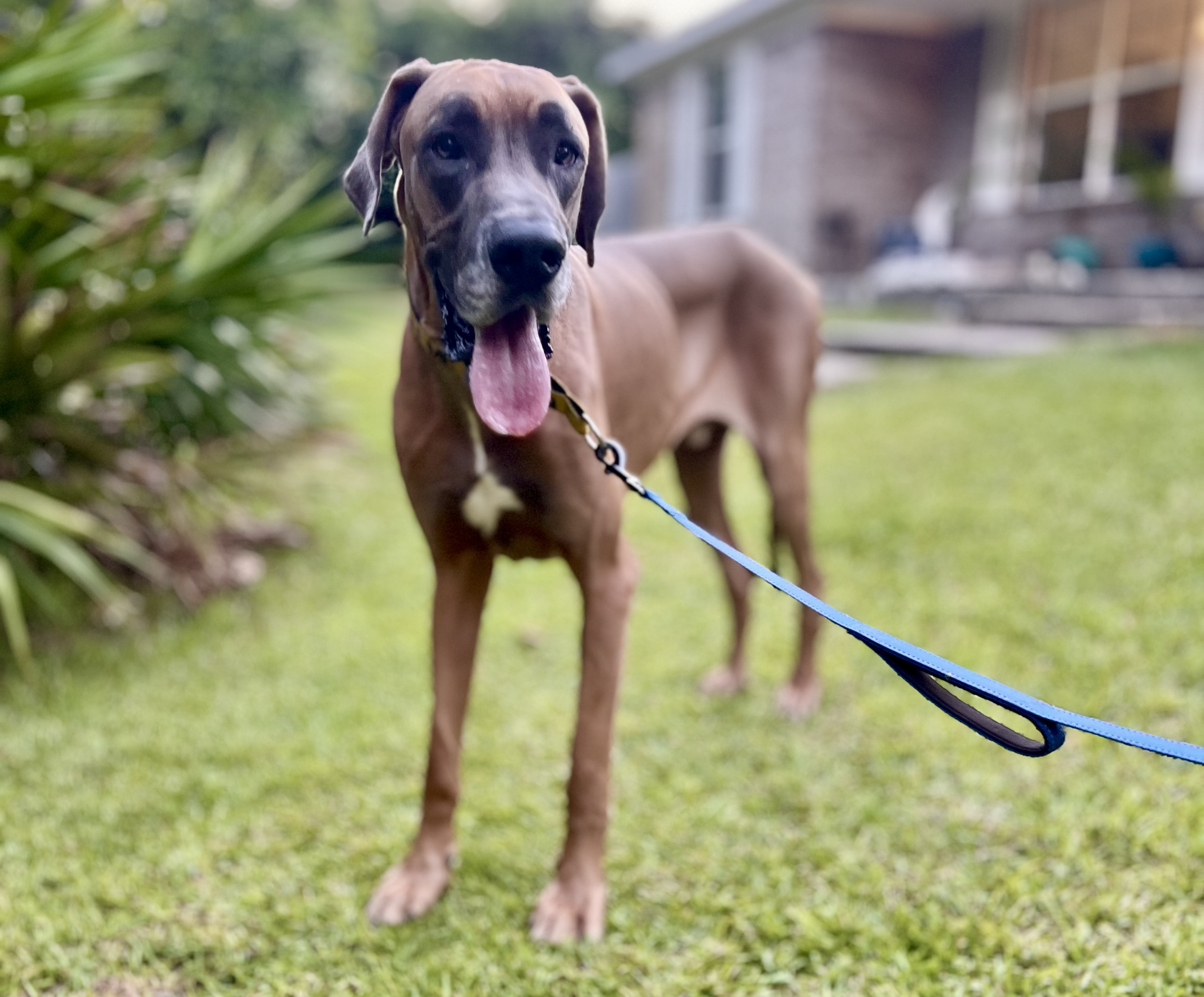 Bruno, a Adoptable Great Dane in Pensacola, FL image 2/6