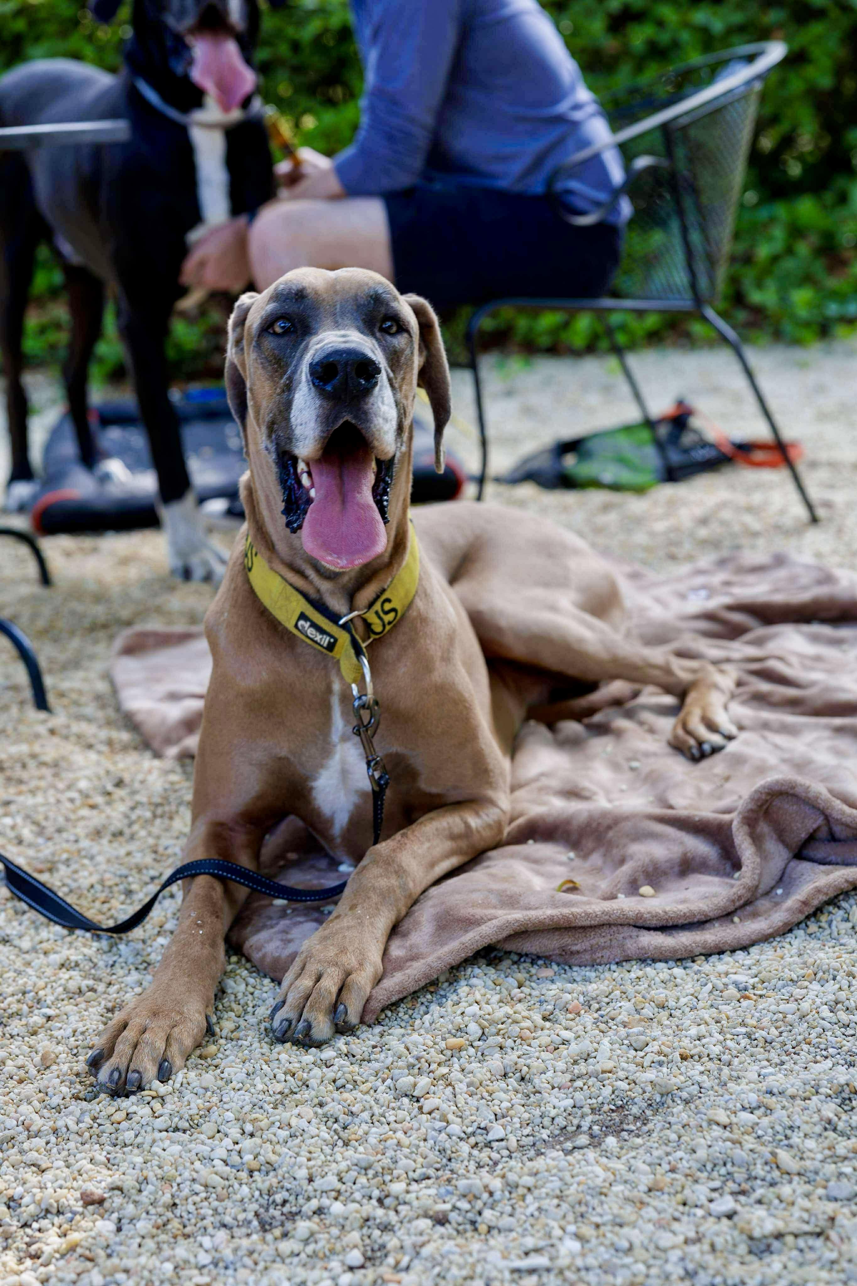 Bruno, a Adoptable Great Dane in Pensacola, FL image 1/6